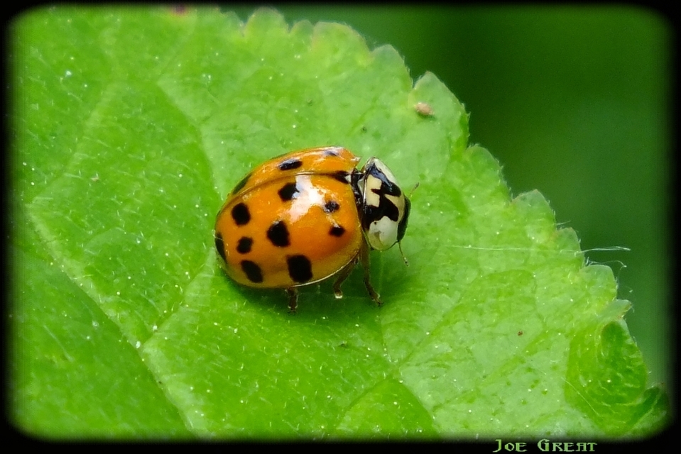 Harmonia axyridis - harlekinkatica