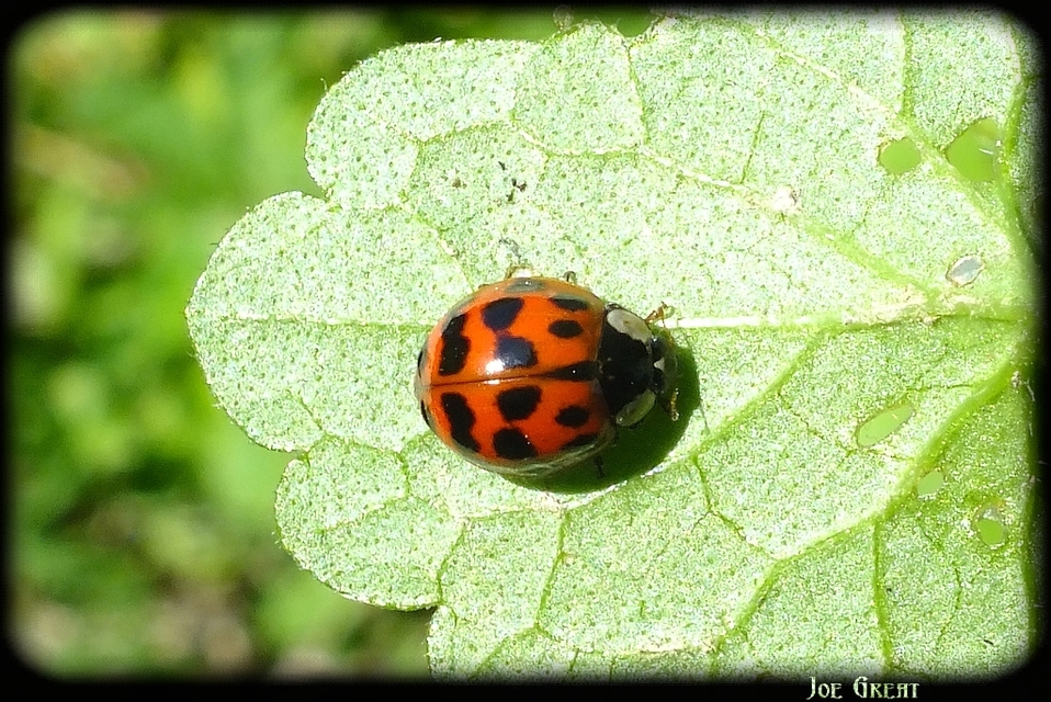 Harmonia axyridis - harlekinkatica