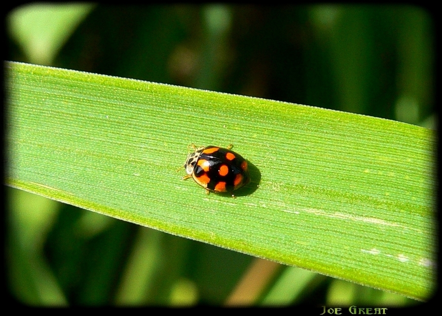Adalia decempunctata - tízpettyes katica