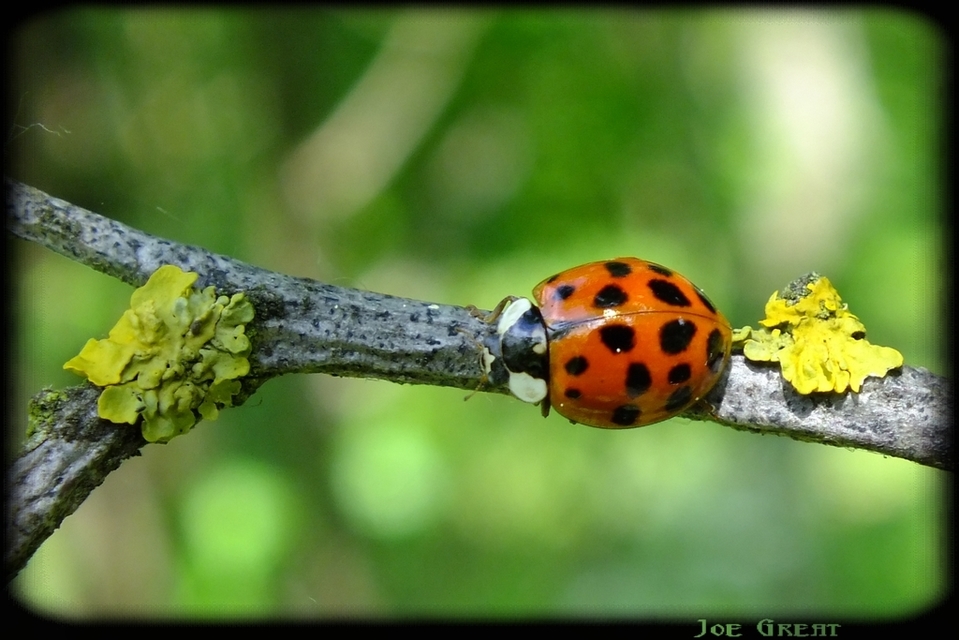 Harmonia axyridis - harlekinkatica