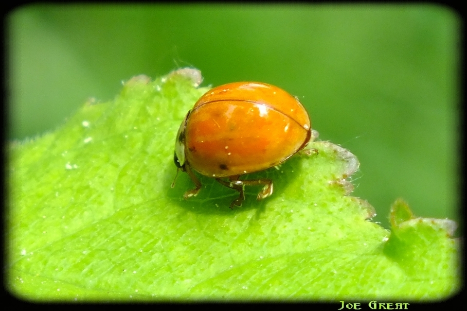 Harmonia axyridis - harlekinkatica