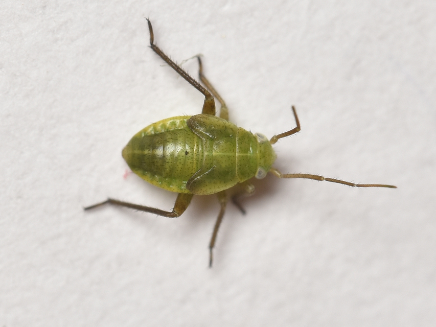 Adelphocoris lineolatus - lucernapoloska