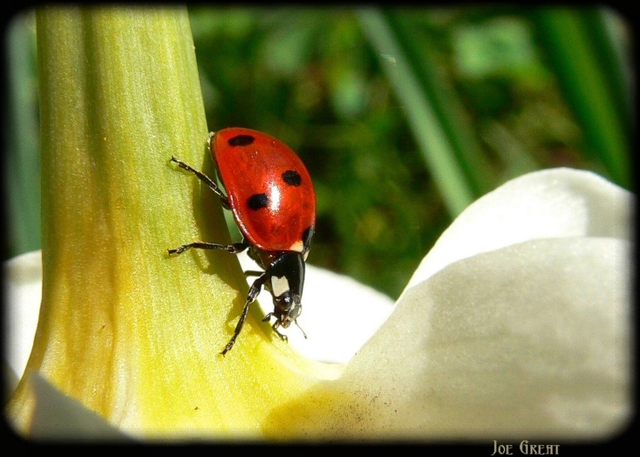 Coccinella septempunctata - hétpettyes katica Coccinella septempunctata - hétpettyes katica