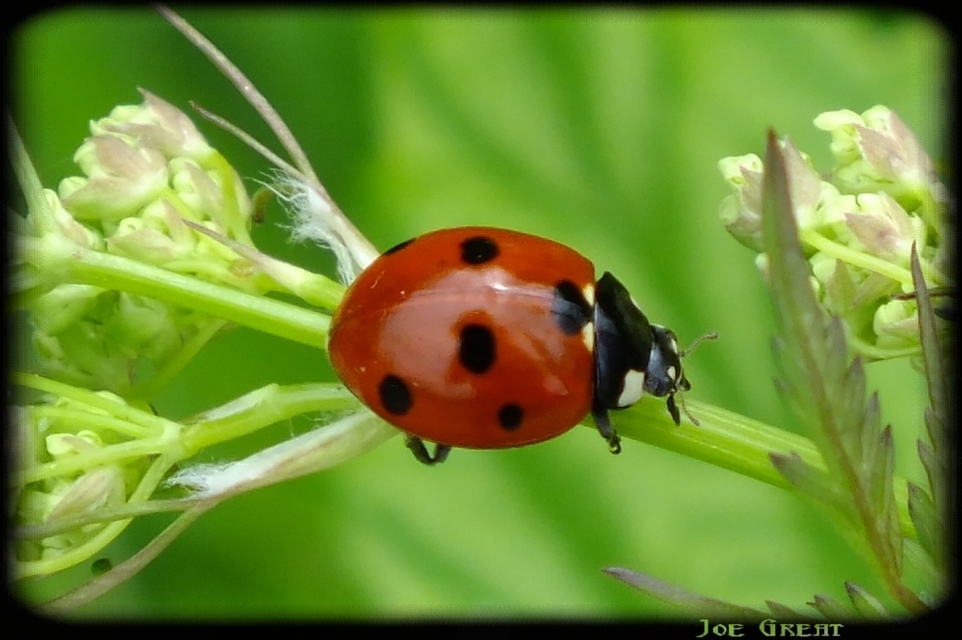 Coccinella septempunctata - hétpettyes katica