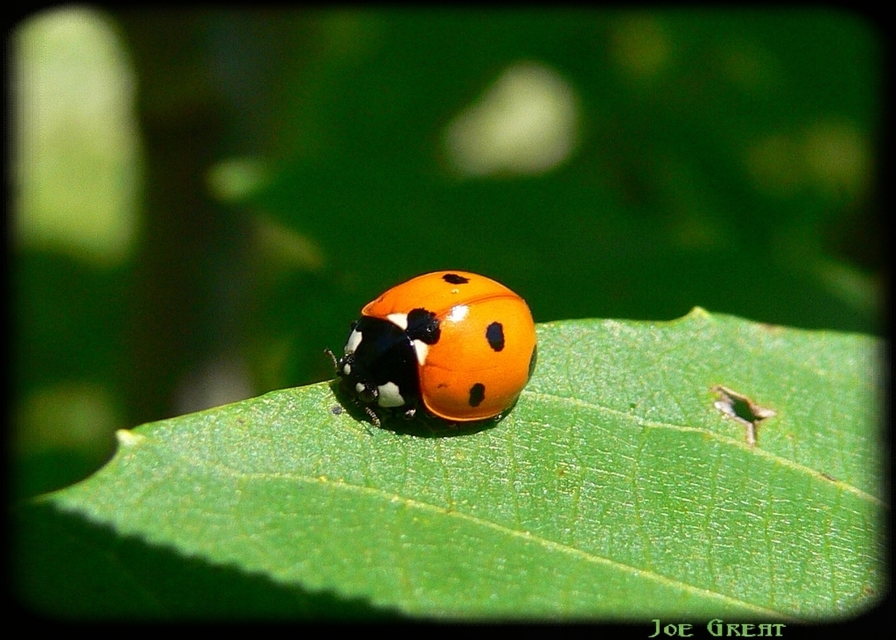 Coccinella septempunctata - hétpettyes katica