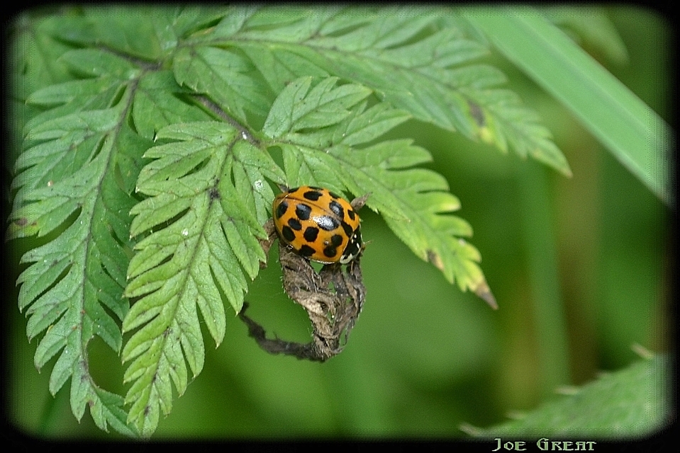 Harmonia axyridis - harlekinkatica