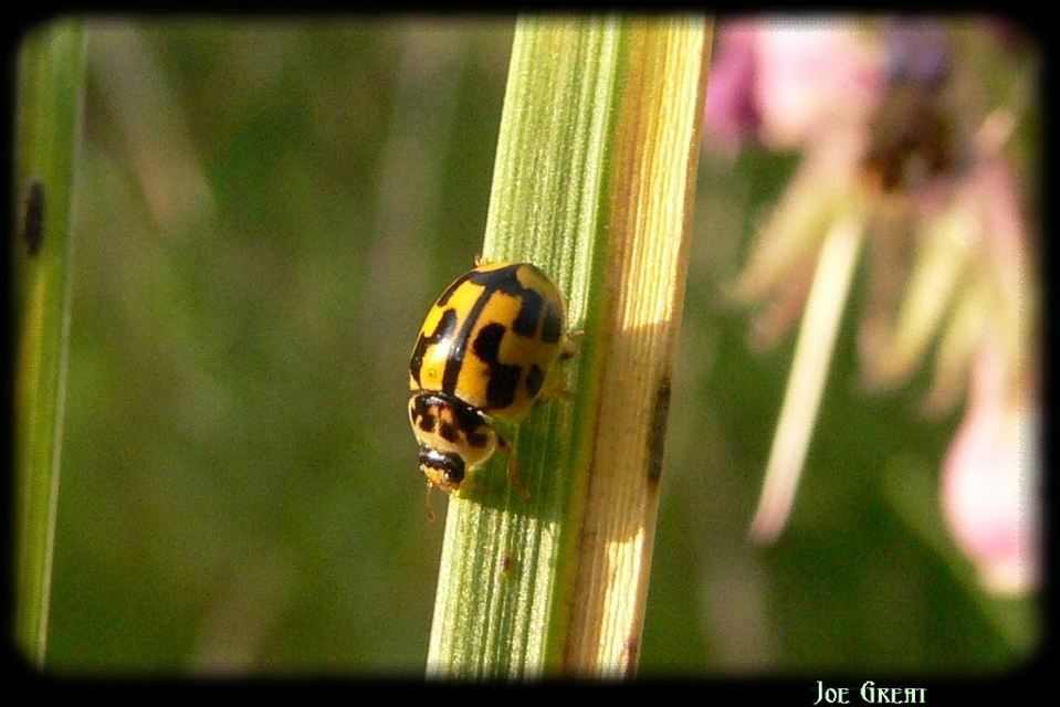 Propylea quatuordecimpunctata - tizennégypettyes füsskata