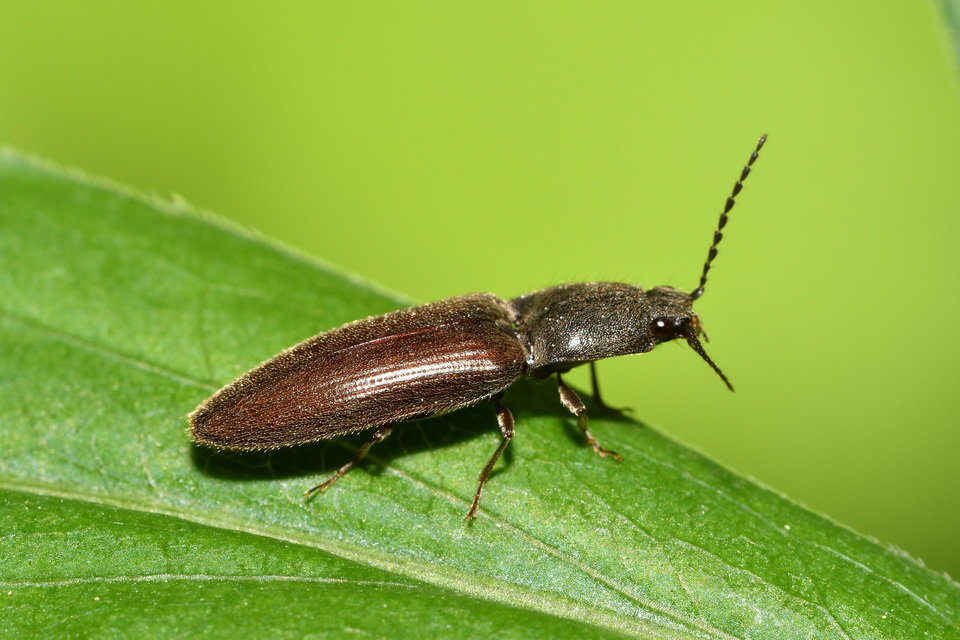 Athous haemorrhoidalis - szurkos pattanó Athous haemorrhoidalis - szurkos pattanó