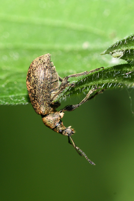 Phyllobius pomaceus - csalán-levélormányos