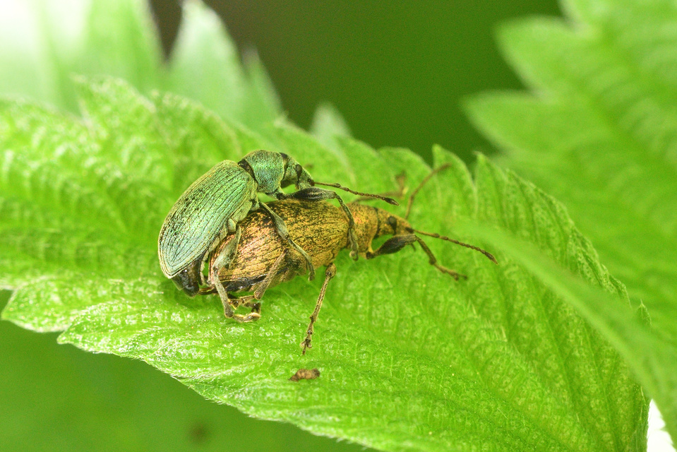 Phyllobius pomaceus - csalán-levélormányos