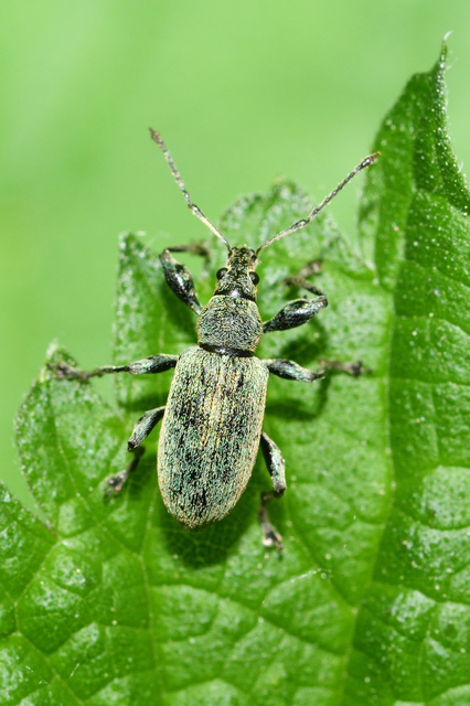 Phyllobius pomaceus - csalán-levélormányos