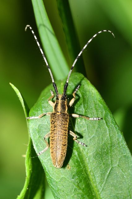 Agapanthia villosoviridescens - fehérgyűrűs bogáncscincér