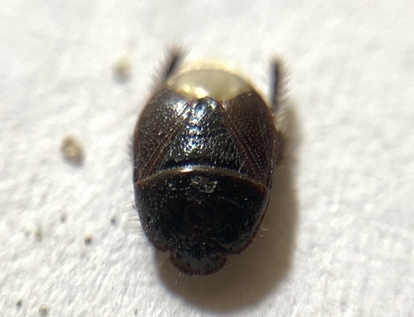 Microporus nigrita - homoki földipoloska