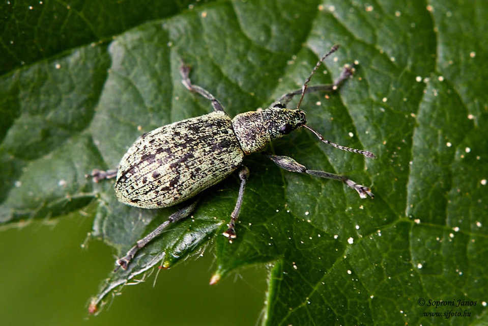 Polydrusus cervinus - aranyporos lombormányos