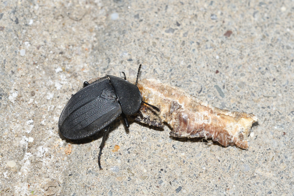 Silpha obscura - közönséges dögbogár