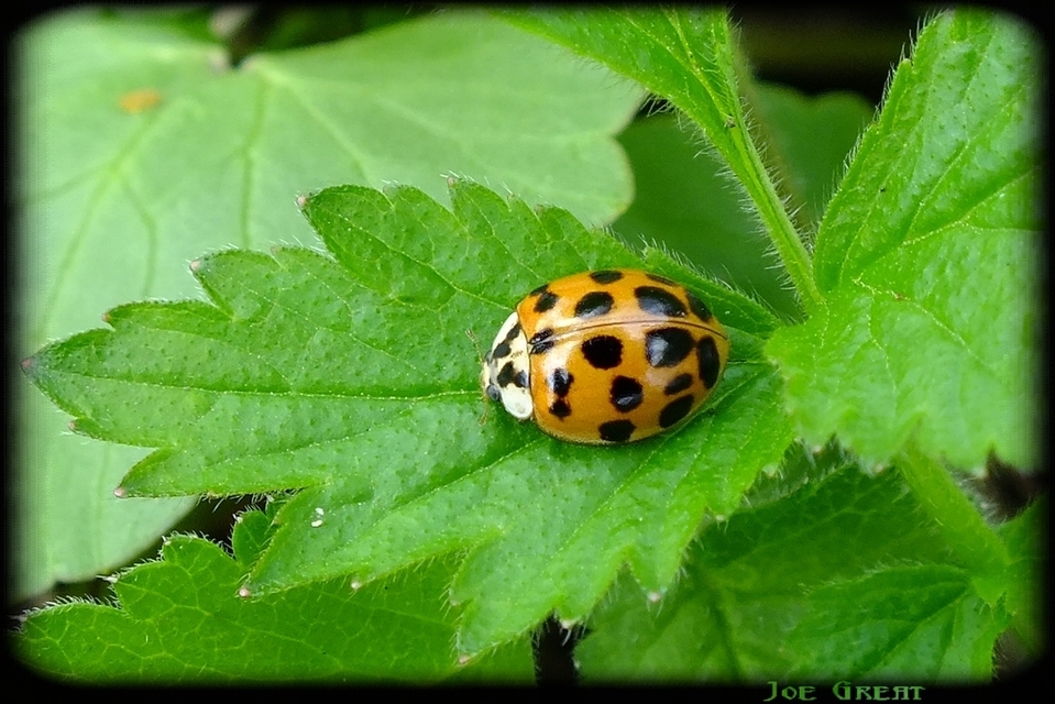 Harmonia axyridis - harlekinkatica