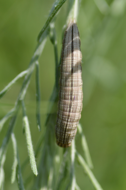 Brintesia circe - fehéröves szemeslepke