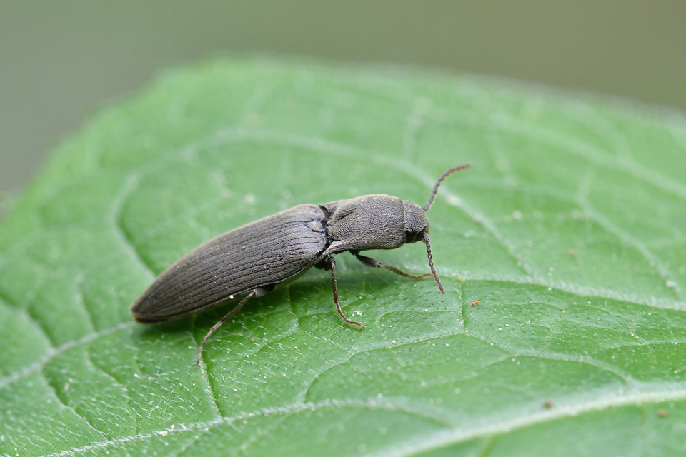 Agriotes pilosellus - erdei pattanó