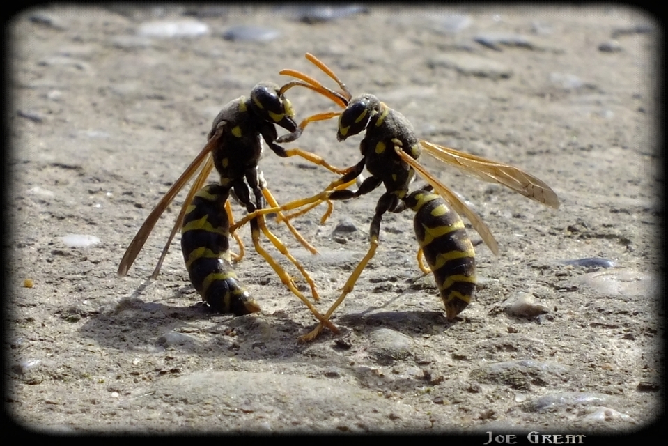 Polistes dominulus - déli papírdarázs