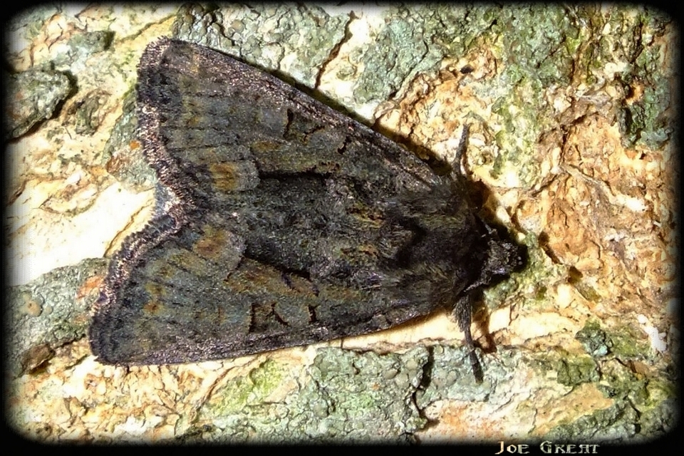 Oligia