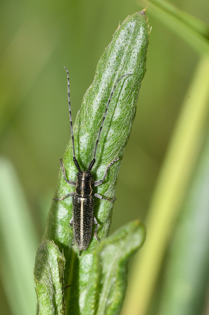 Agapanthia cardui - sávos bogáncscincér