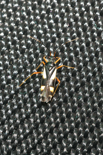 Dryophilocoris flavoquadrimaculatus - sárgafoltos mezeipoloska