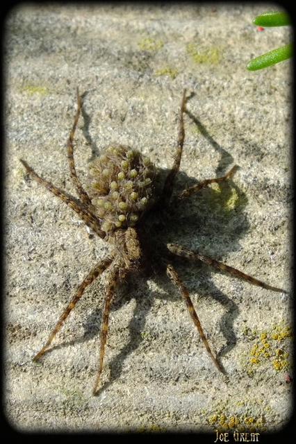 Pardosa hortensis