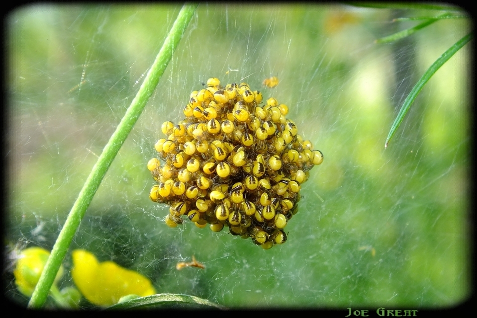 Araneidae - keresztespókok