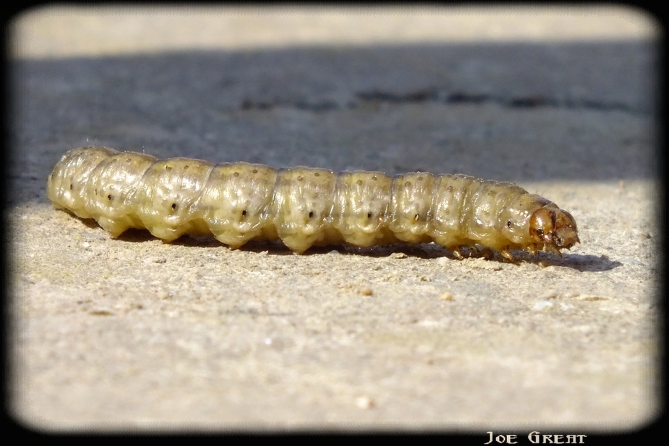 Noctuidae - bagolylepkék