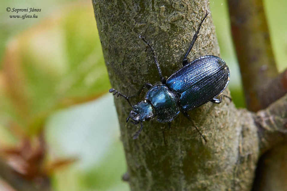 Platycerus caraboides - kis fémesszarvasbogár