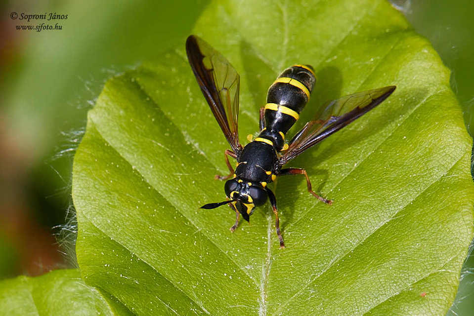 Sphiximorpha subsessilis - galagonya orsócsápúlégy