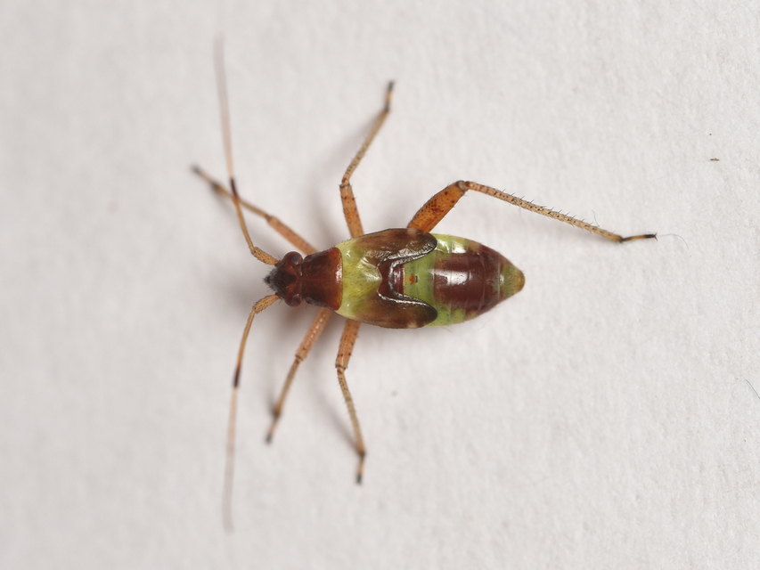 Closterotomus
