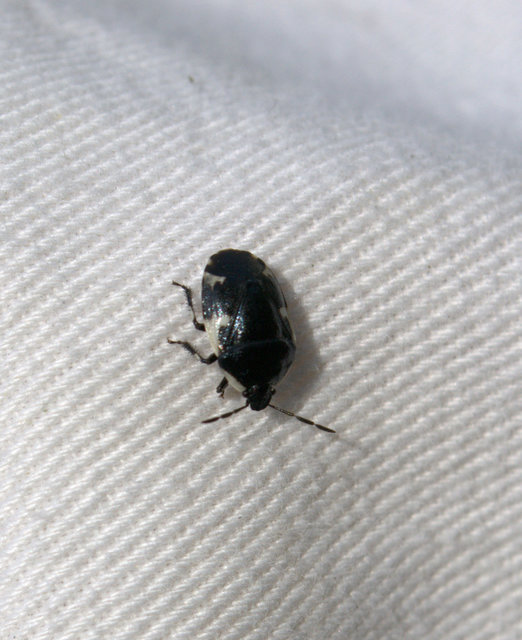 Tritomegas