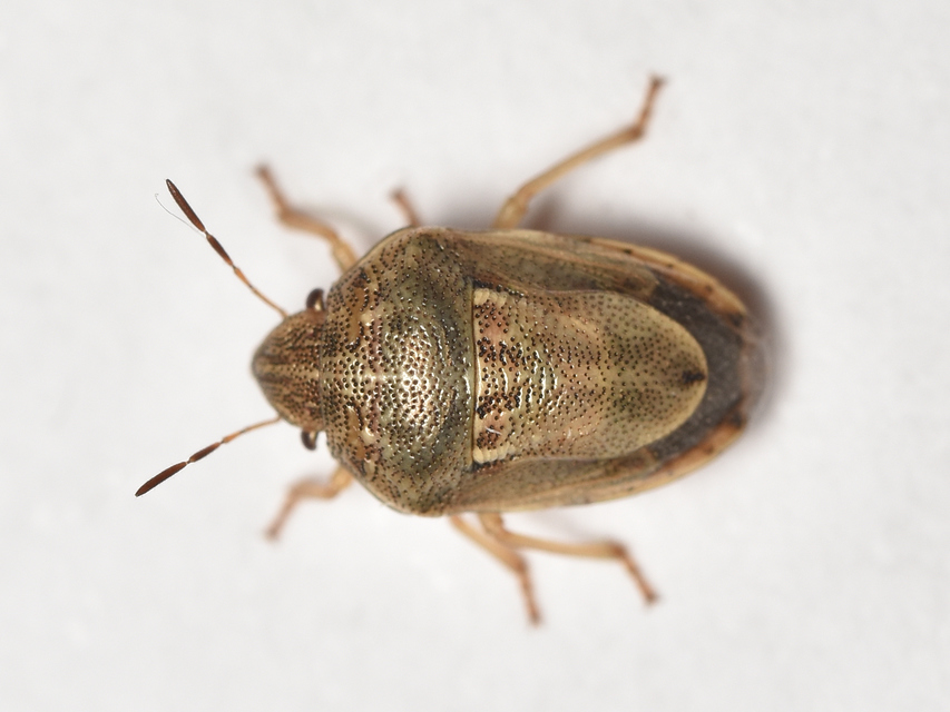 Neottiglossa leporina - sárgahasú címerespoloska Neottiglossa leporina - sárgahasú címerespoloska