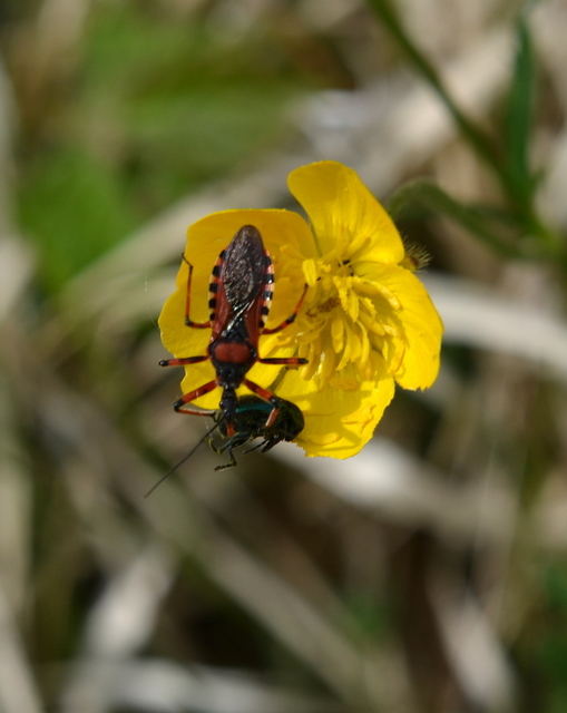 Rhynocoris iracundus - közönséges gyilkospoloska
