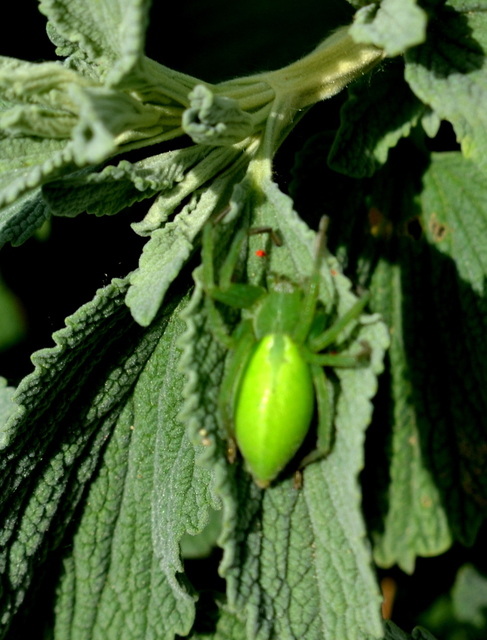 Micrommata virescens - hunyópók