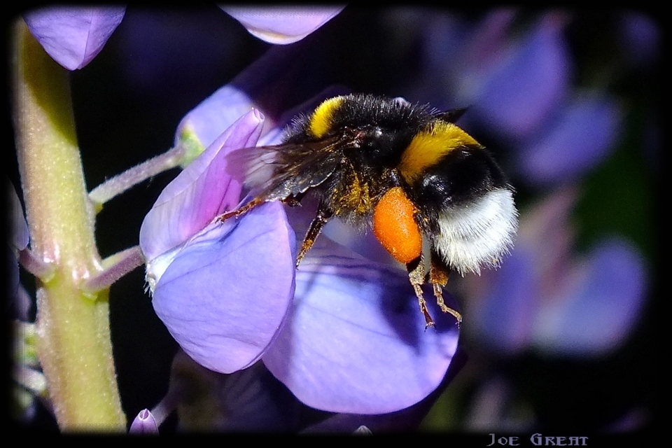 Bombus - poszméhek