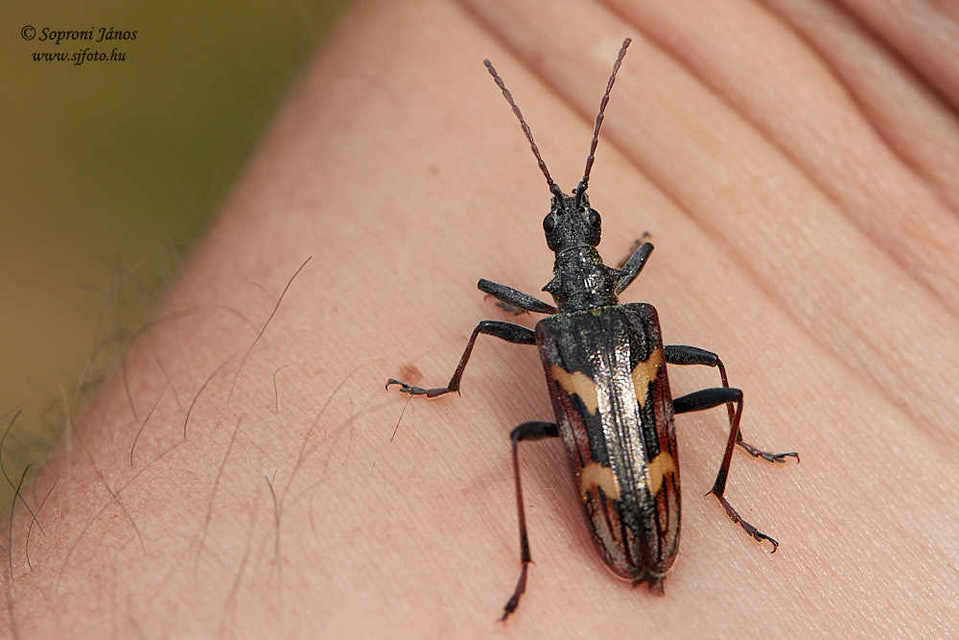 Rhagium bifasciatum - kétcsíkos tövisescincér