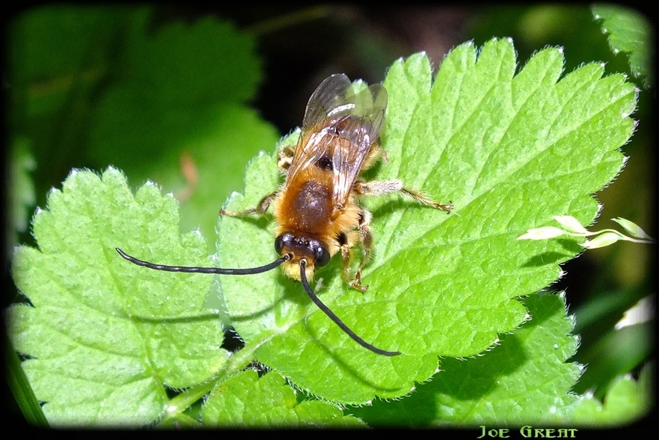 Hymenoptera - Hártyásszárnyúak
