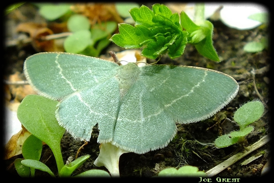Chlorissa cloraria - sárgászöld araszoló