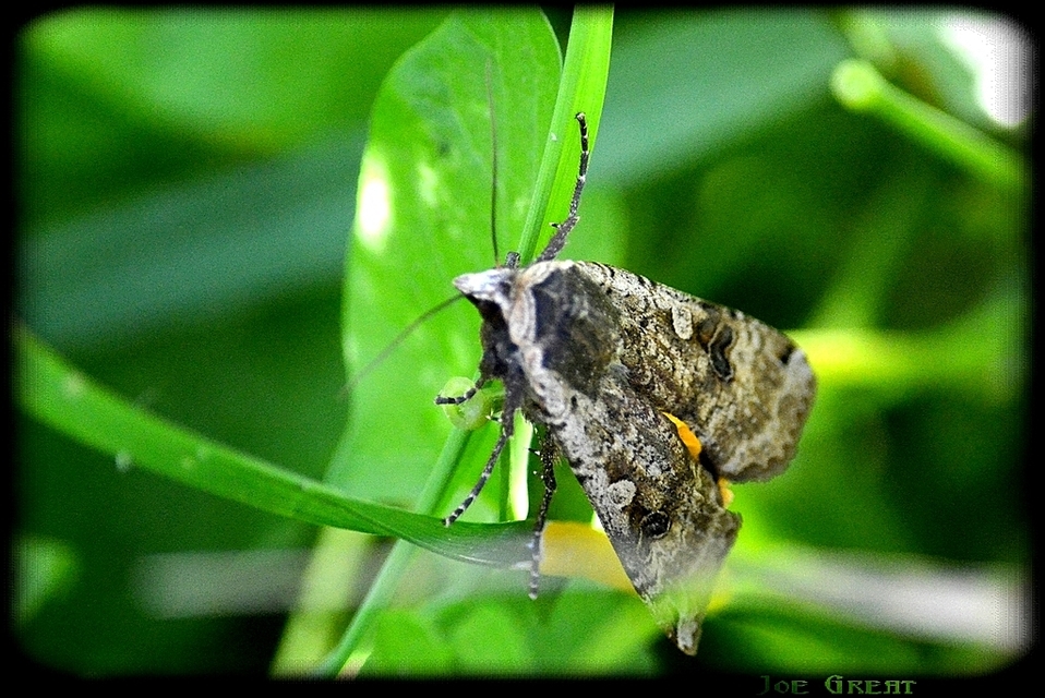 Noctua pronuba - nagy sárgafűbagoly