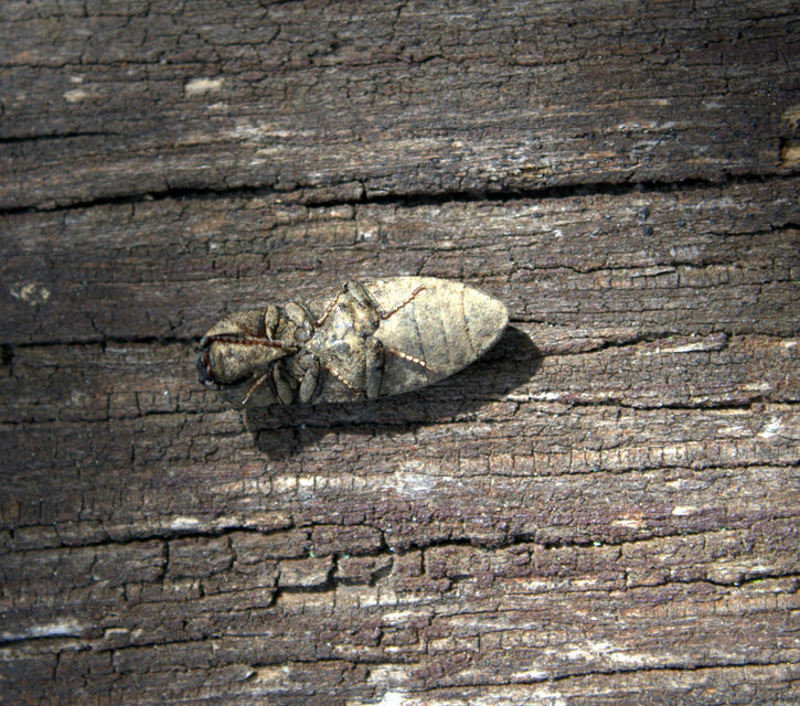Agrypnus murinus - egérszínű pikkelyespattanó