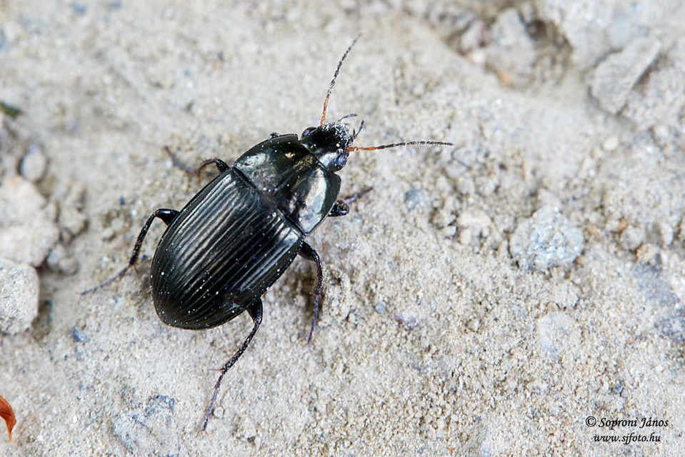 Amara ovata - ovális közfutó Amara ovata - ovális közfutó