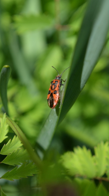 Corizus hyoscyami - piros karimáspoloska