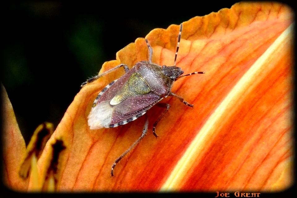 Dolycoris baccarum - közönséges bogyómászó-poloska Dolycoris baccarum - közönséges bogyómászó-poloska