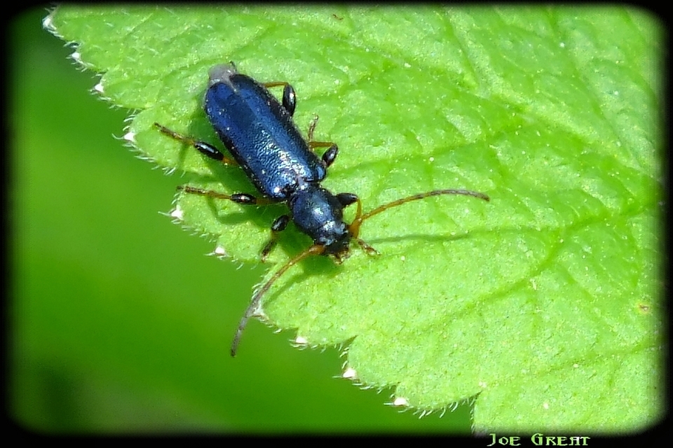 Phymatodes rufipes - kék háncscincér Phymatodes rufipes - kék háncscincér