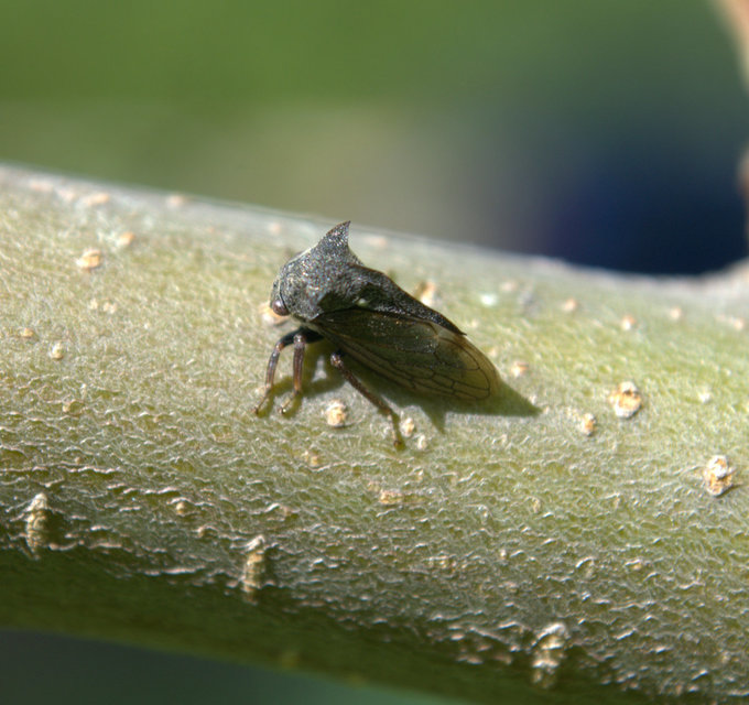 Centrotus cornutus - szarvaskabóca
