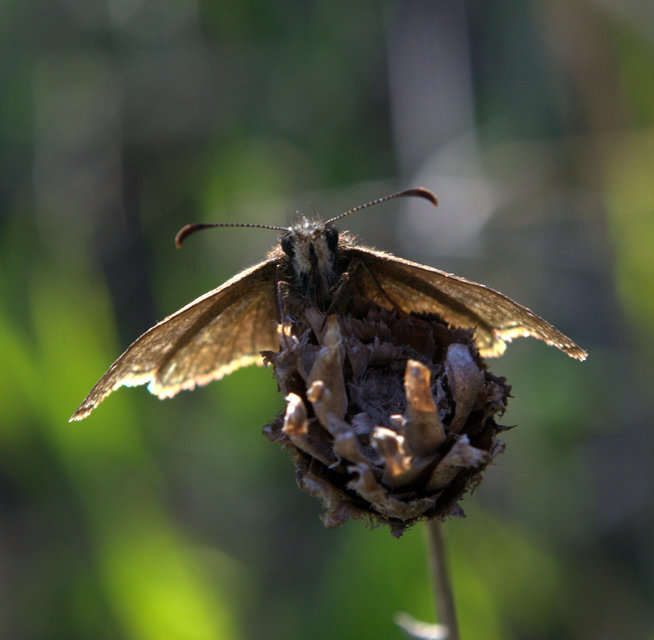 Erynnis tages - cigánylepke
