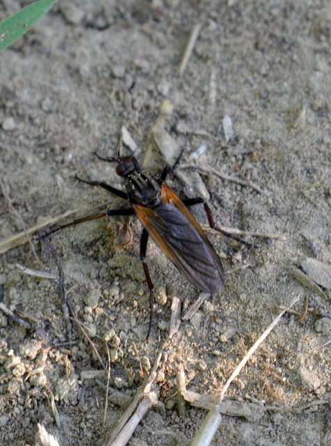 Empididae - táncoslegyek