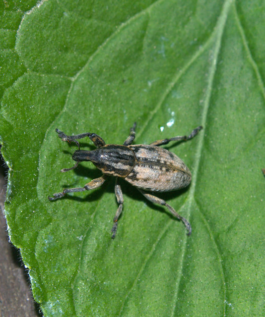 Pseudocleonus cinereus - hamvas barkó